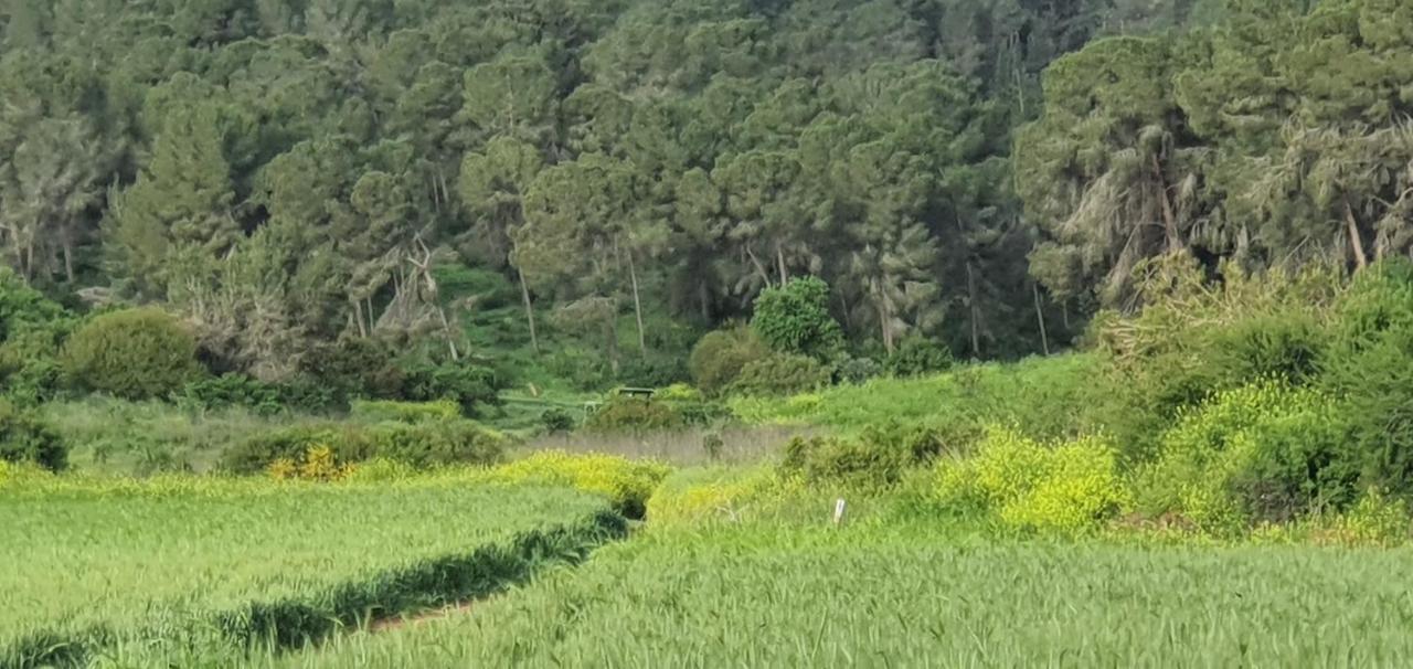 Hemdatya Stone Suites In The Galilee Ilaniya 外观 照片